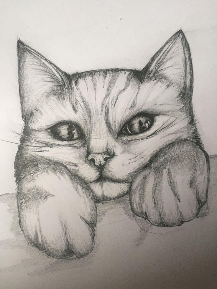 drawing:a4z_-ymtkr8= cat