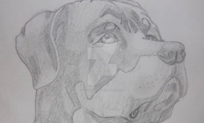 drawing:skfktqthywc= dog