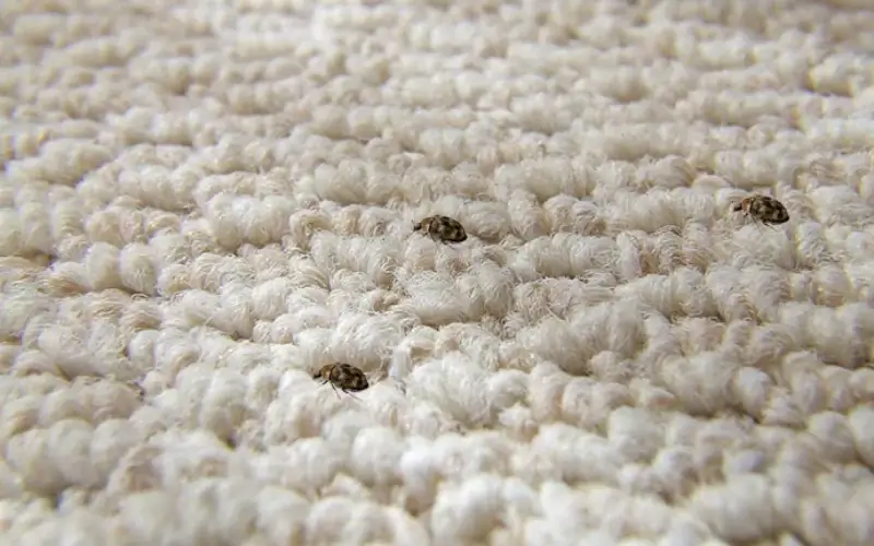 How to Get Rid of Carpet Beetles How to Get Rid of Carpet Beetles