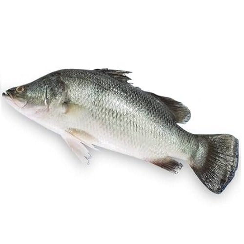 Kalanji fish