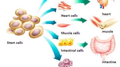 Stem Cell Therapy