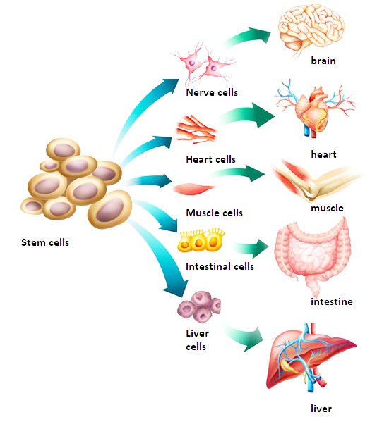 Stem Cell Therapy