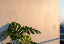 Maintaining Painted Walls in Gold Coast’s Humid Climate